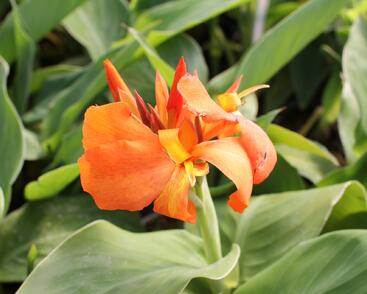 Dosna indická 'Cannova F1 Orange Shades '