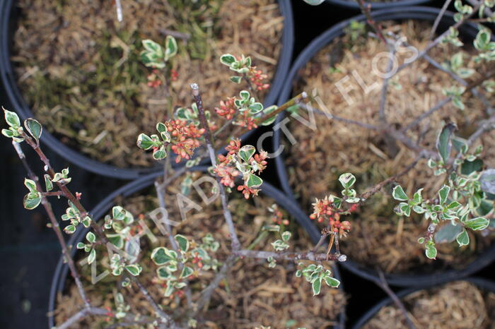 Řešetlák italský 'Argenteovariegatus' - Rhamnus alaternus 'Argenteovariegatus'