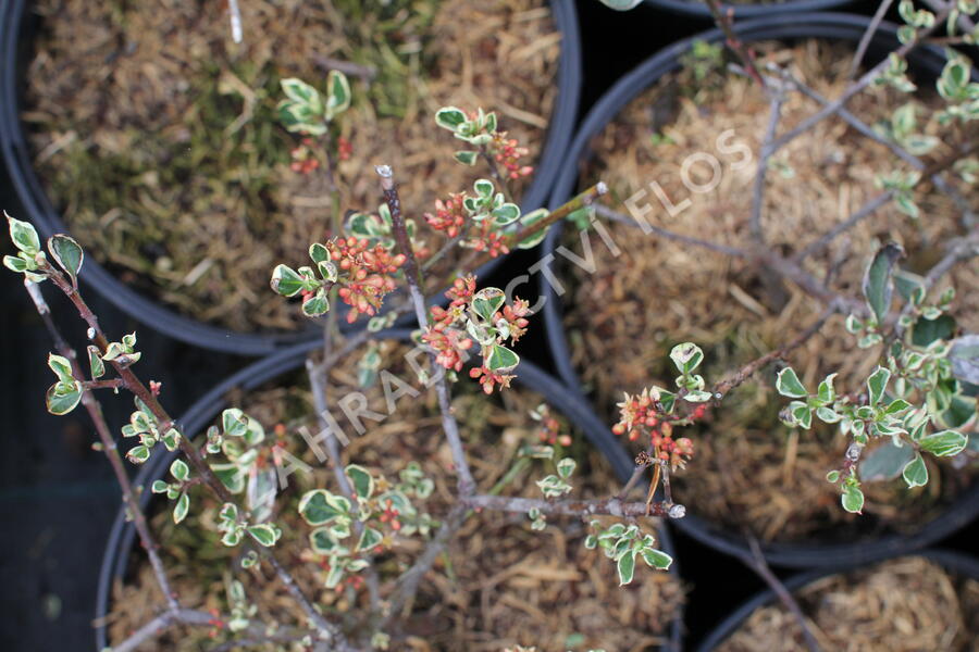 Řešetlák italský 'Argenteovariegatus' - Rhamnus alaternus 'Argenteovariegatus'