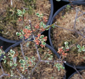 Řešetlák italský 'Argenteovariegatus' - Rhamnus alaternus 'Argenteovariegatus'