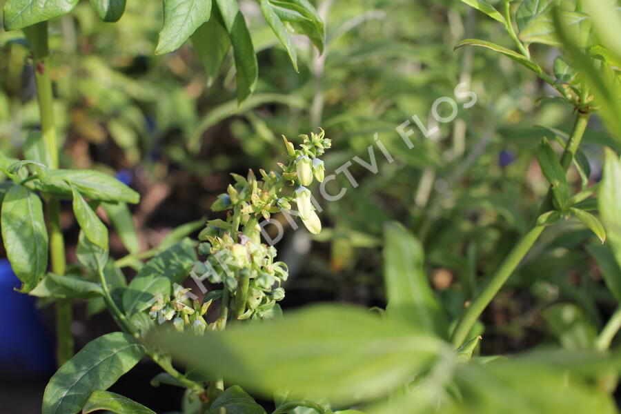 Borůvka chocholičnatá, kanadská borůvka 'Elliot' - Vaccinium corymbosum 'Elliot'