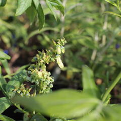 Borůvka chocholičnatá, kanadská borůvka 'Elliot' - Vaccinium corymbosum 'Elliot'