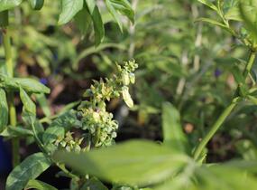 Borůvka chocholičnatá, kanadská borůvka 'Elliot' - Vaccinium corymbosum 'Elliot'