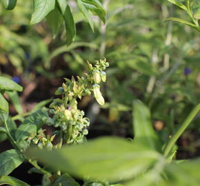 Borůvka chocholičnatá, kanadská borůvka 'Elliot' - Vaccinium corymbosum 'Elliot'