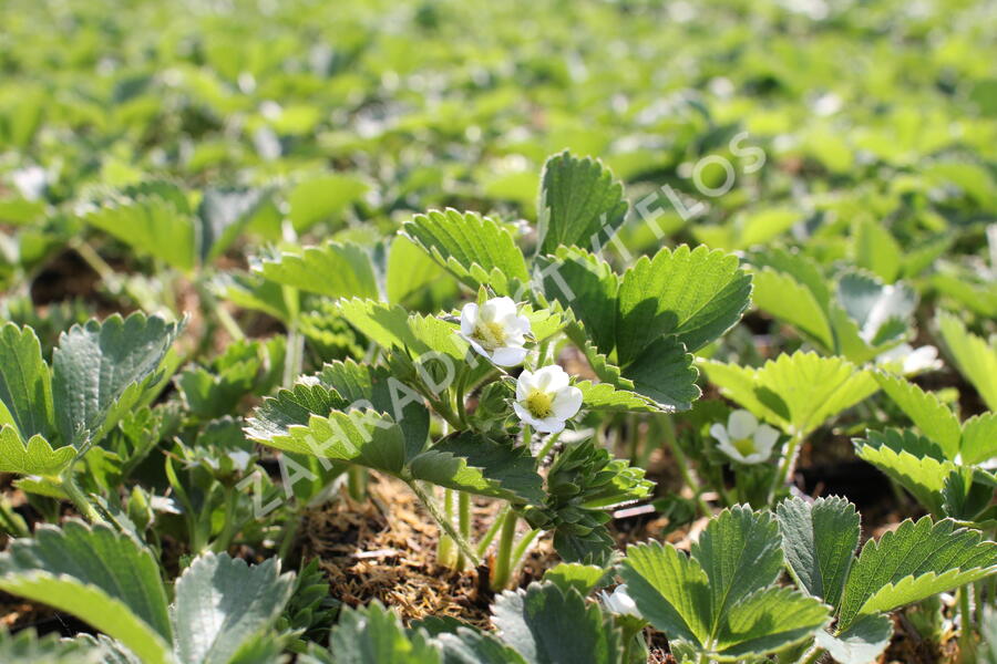 Jahodník stáleplodící 'Anabel' - Fragaria ananassa 'Anabel'