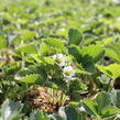 Jahodník stáleplodící 'Anabel' - Fragaria ananassa 'Anabel'