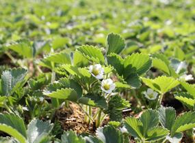 Jahodník stáleplodící 'Anabel' - Fragaria ananassa 'Anabel'