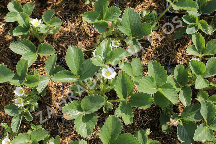 Jahodník stáleplodící 'Anabel' - Fragaria ananassa 'Anabel'