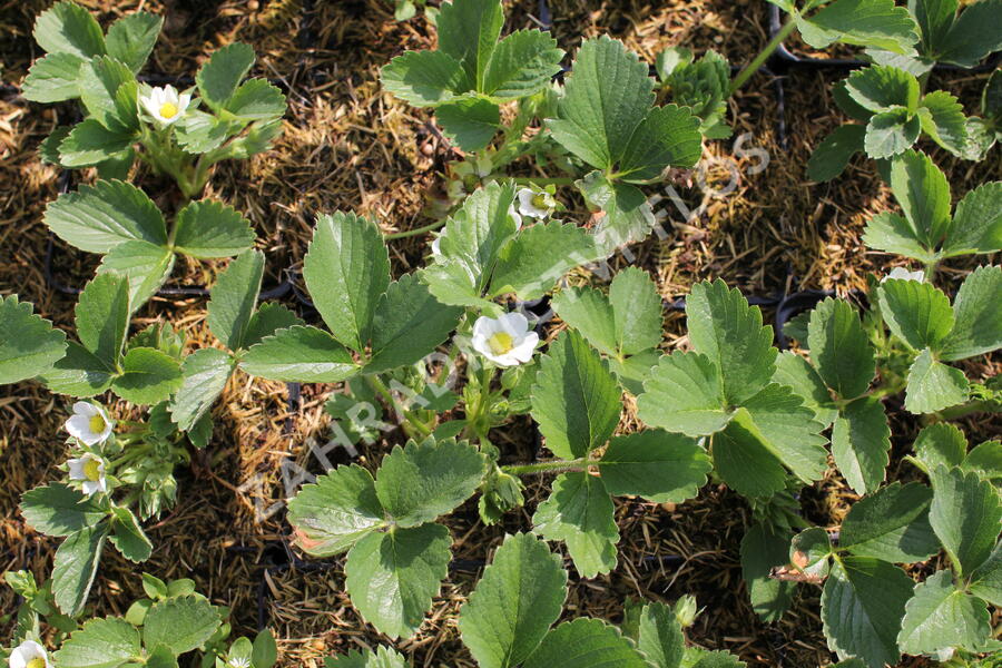 Jahodník stáleplodící 'Anabel' - Fragaria ananassa 'Anabel'