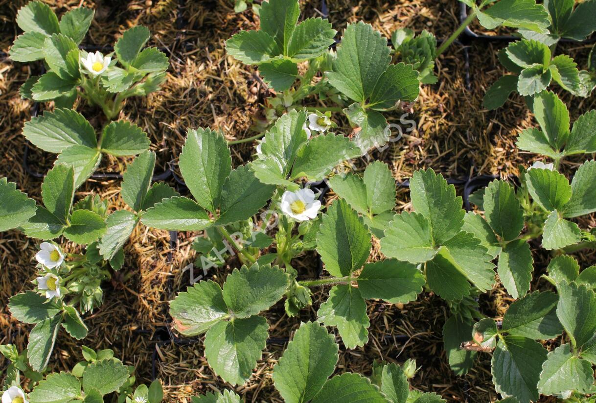 Jahodník stáleplodící 'Anabel' - Fragaria ananassa 'Anabel'