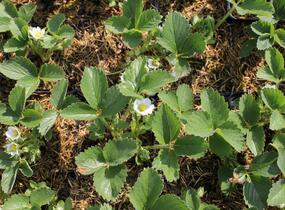 Jahodník stáleplodící 'Anabel' - Fragaria ananassa 'Anabel'