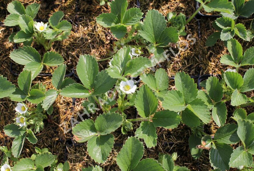 Jahodník stáleplodící 'Anabel' - Fragaria ananassa 'Anabel'