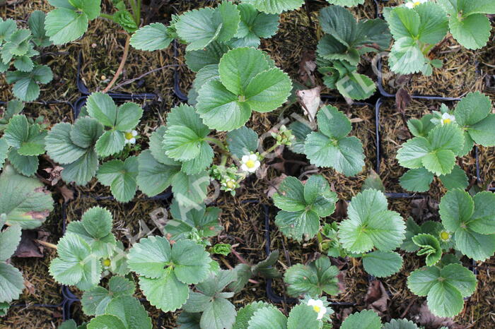 Jahodník stáleplodící 'Diamante' - Fragaria ananassa 'Diamante'