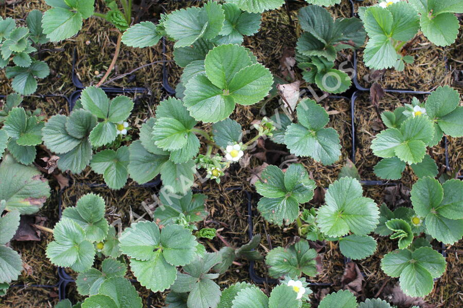 Jahodník stáleplodící 'Diamante' - Fragaria ananassa 'Diamante'