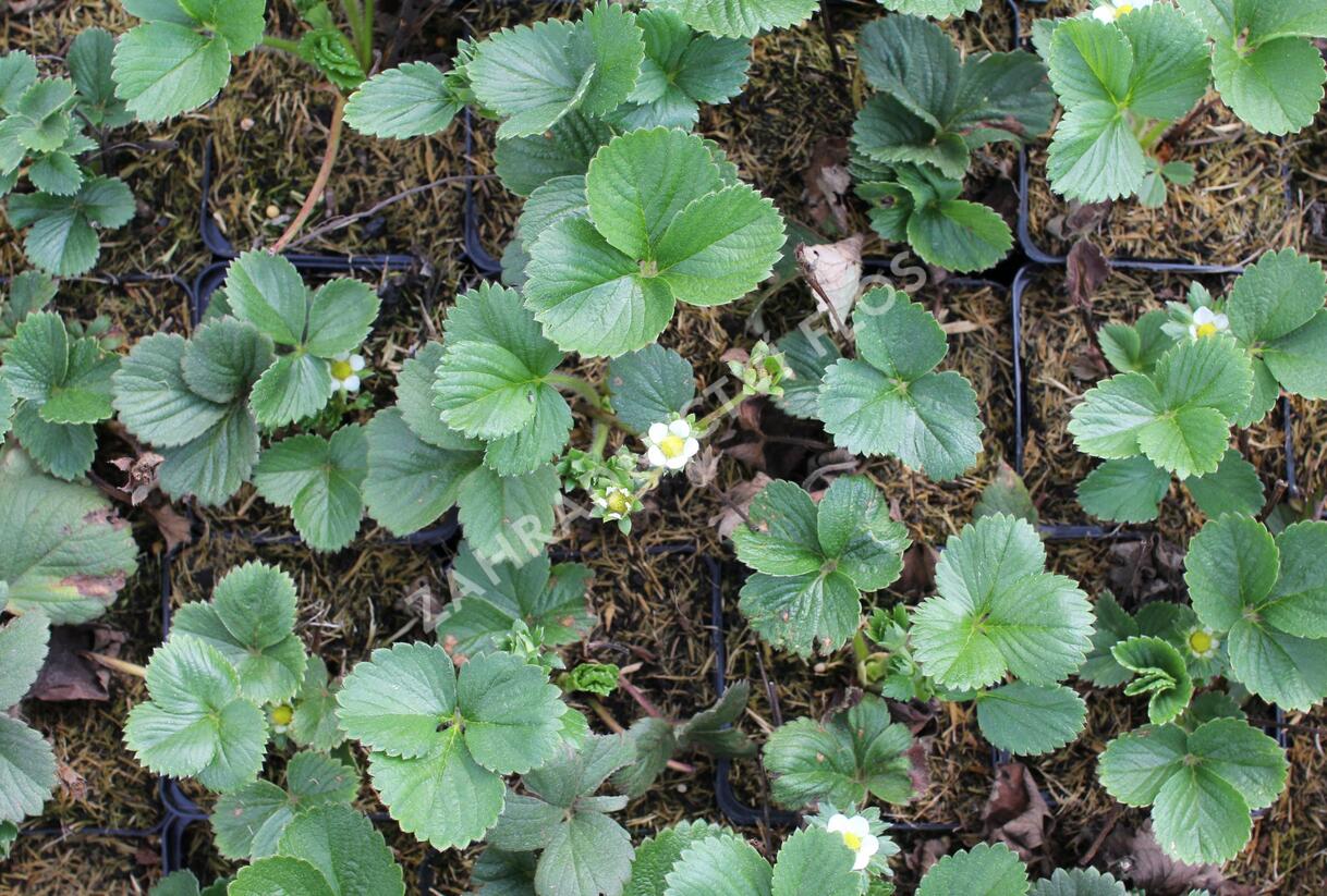Jahodník stáleplodící 'Diamante' - Fragaria ananassa 'Diamante'