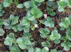 Jahodník stáleplodící 'Diamante' - Fragaria ananassa 'Diamante'