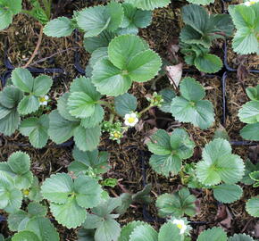 Jahodník stáleplodící 'Diamante' - Fragaria ananassa 'Diamante'