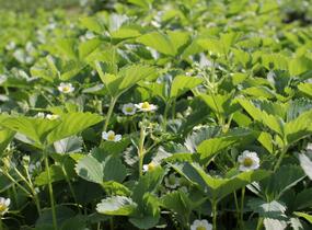 Jahodník stáleplodící 'Ostara' - Fragaria ananassa 'Ostara'