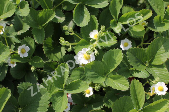 Jahodník stáleplodící 'Ostara' - Fragaria ananassa 'Ostara'