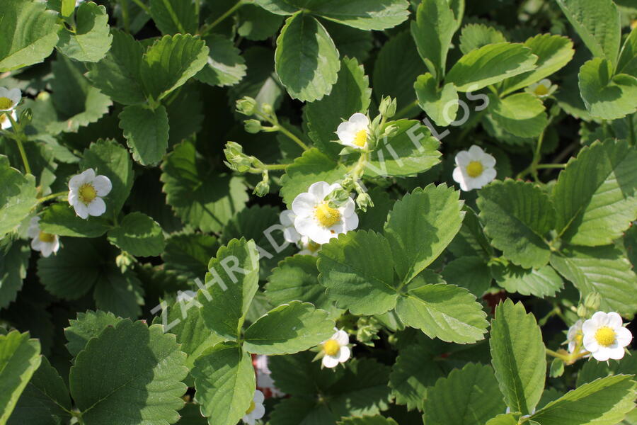 Jahodník stáleplodící 'Ostara' - Fragaria ananassa 'Ostara'