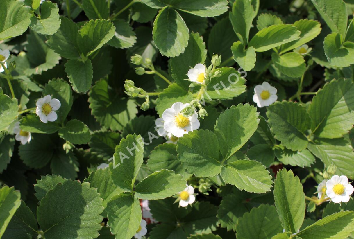 Jahodník stáleplodící 'Ostara' - Fragaria ananassa 'Ostara'