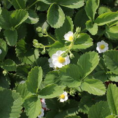 Jahodník stáleplodící 'Ostara' - Fragaria ananassa 'Ostara'