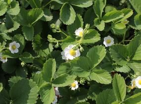 Jahodník stáleplodící 'Ostara' - Fragaria ananassa 'Ostara'