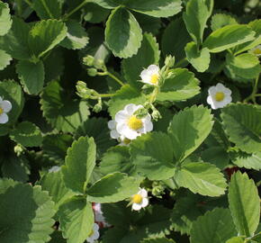 Jahodník stáleplodící 'Ostara' - Fragaria ananassa 'Ostara'