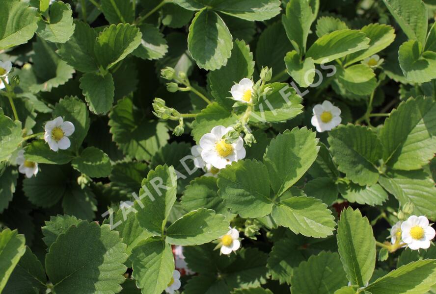 Jahodník stáleplodící 'Ostara' - Fragaria ananassa 'Ostara'