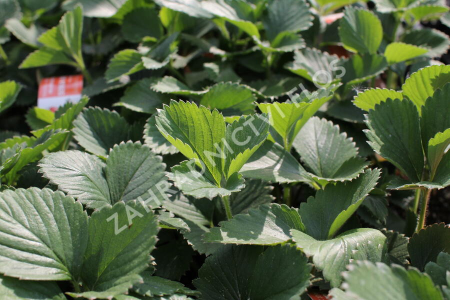 Jahodník jednouplodící 'Senga Sengana' - Fragaria ananassa 'Senga Sengana'