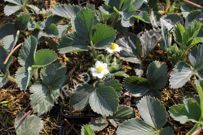 Jahodník jednouplodící 'Senga Sengana' - Fragaria ananassa 'Senga Sengana'
