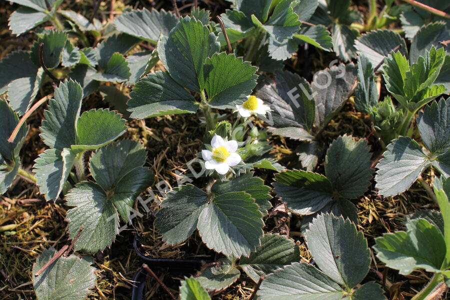 Jahodník jednouplodící 'Senga Sengana' - Fragaria ananassa 'Senga Sengana'