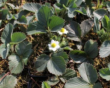 Jahodník jednouplodící 'Senga Sengana'