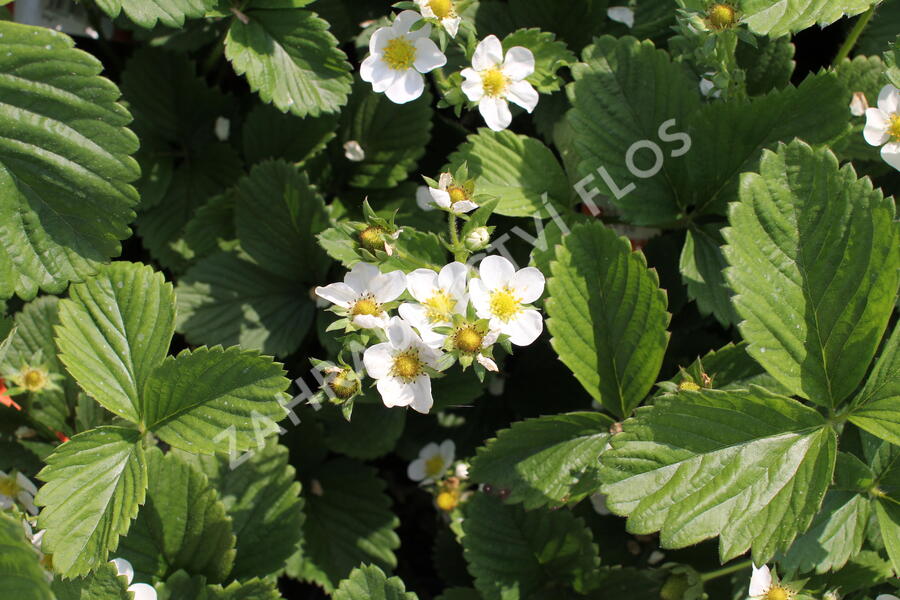 Jahodník jednouplodící 'Honeoye' - Fragaria ananassa 'Honeoye'