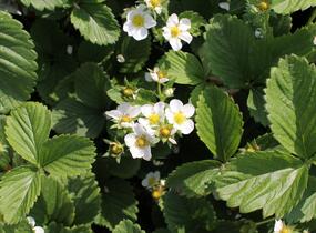 Jahodník jednouplodící 'Honeoye' - Fragaria ananassa 'Honeoye'