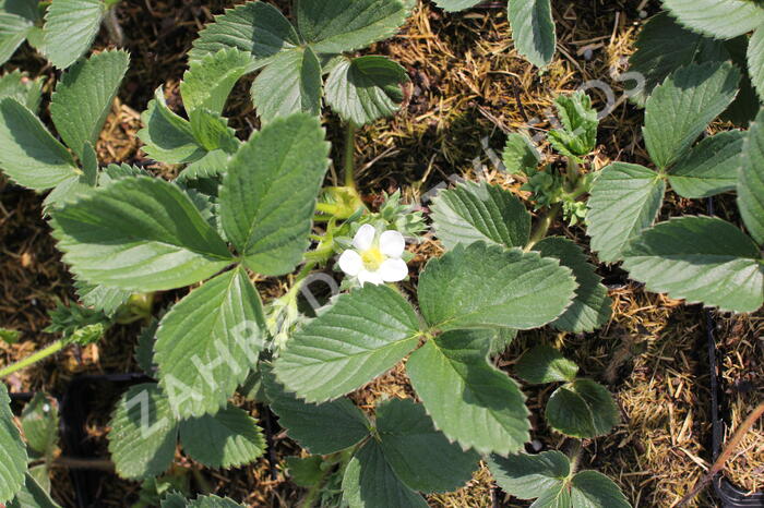 Jahodník jednouplodící 'Honeoye' - Fragaria ananassa 'Honeoye'