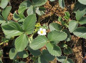 Jahodník jednouplodící 'Honeoye' - Fragaria ananassa 'Honeoye'