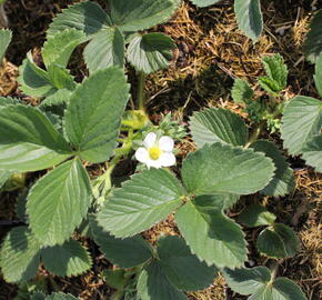 Jahodník jednouplodící 'Honeoye' - Fragaria ananassa 'Honeoye'