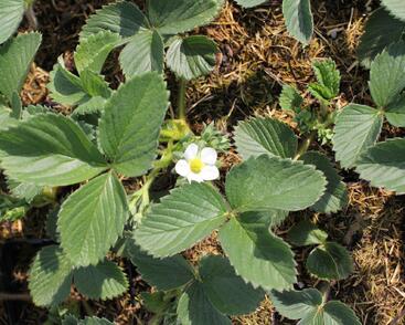 Jahodník jednouplodící 'Honeoye'