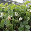 Jahodník jednouplodící 'Karmen' - Fragaria ananassa 'Karmen'