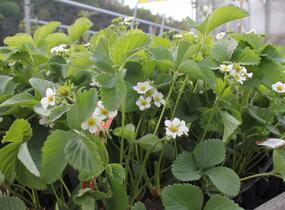 Jahodník jednouplodící 'Karmen' - Fragaria ananassa 'Karmen'