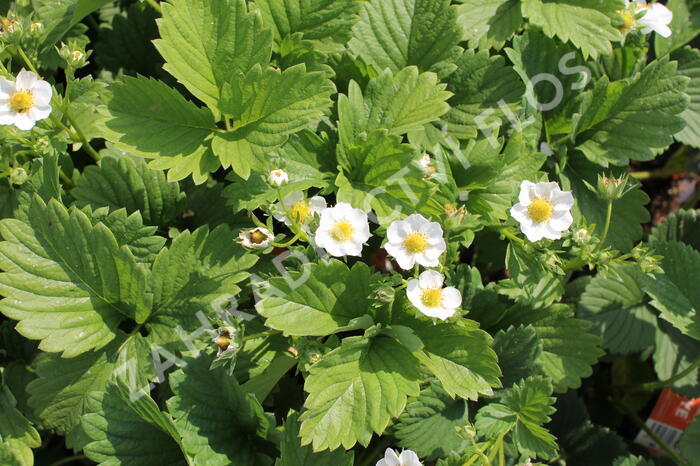 Jahodník jednouplodící 'Karmen' - Fragaria ananassa 'Karmen'
