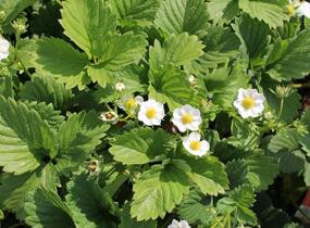 Jahodník jednouplodící 'Karmen' - Fragaria ananassa 'Karmen'