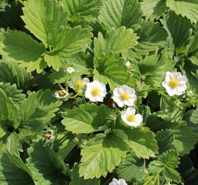 Jahodník jednouplodící 'Karmen' - Fragaria ananassa 'Karmen'