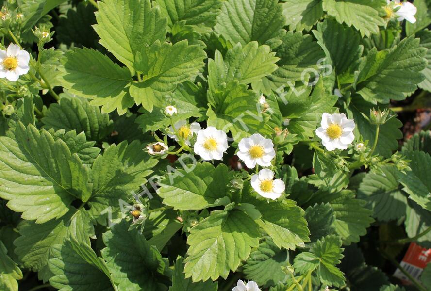 Jahodník jednouplodící 'Karmen' - Fragaria ananassa 'Karmen'