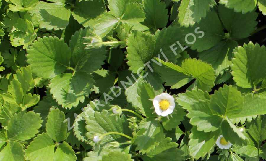 Jahodník stáleplodící 'Mara de Bois' - Fragaria ananassa 'Mara de Bois'