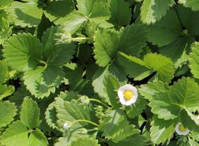 Jahodník stáleplodící 'Mara de Bois' - Fragaria ananassa 'Mara de Bois'