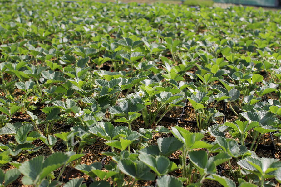 Jahodník stáleplodící 'Mara de Bois' - Fragaria ananassa 'Mara de Bois'