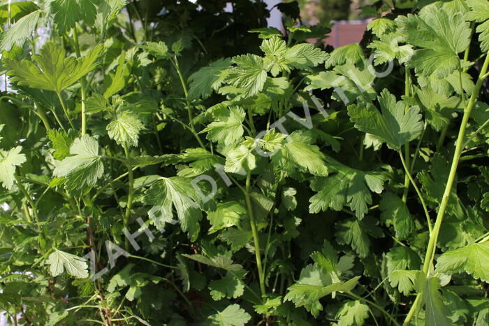 Angrešt červený beztrnný 'Spinefree' - Grossularia uva-crispa 'Spinefree'