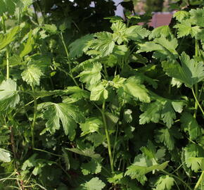 Angrešt červený beztrnný 'Spinefree' - Grossularia uva-crispa 'Spinefree'